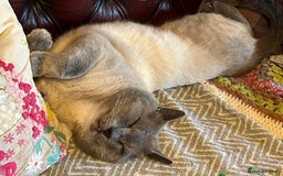 Oriental cats for sale: 5 STUNNING RAGAMESE KITTENS - Image 4
