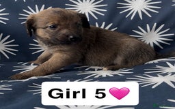 Mixed Breed dogs for sale: Bedlington whippet puppies - Image 27