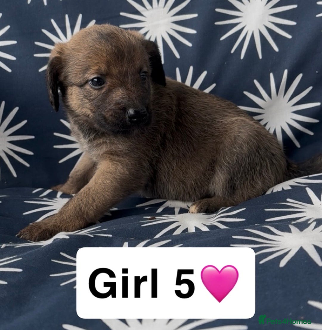 Mixed Breed dogs for sale: Bedlington whippet puppies - Image 27