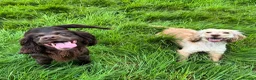 Sprocker dogs for sale: Ella is looking for a forever home  - Advert 14