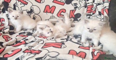 Ragdoll cats - Advert 11