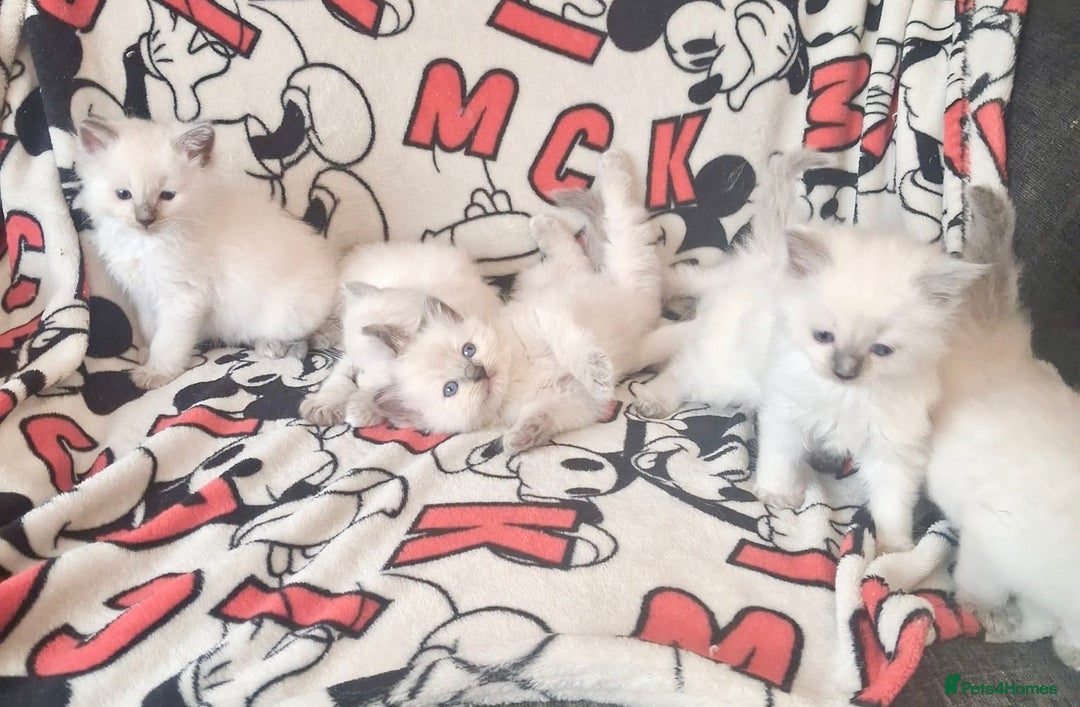 Ragdoll cats for sale: Ragdoll kittens  - Image 3