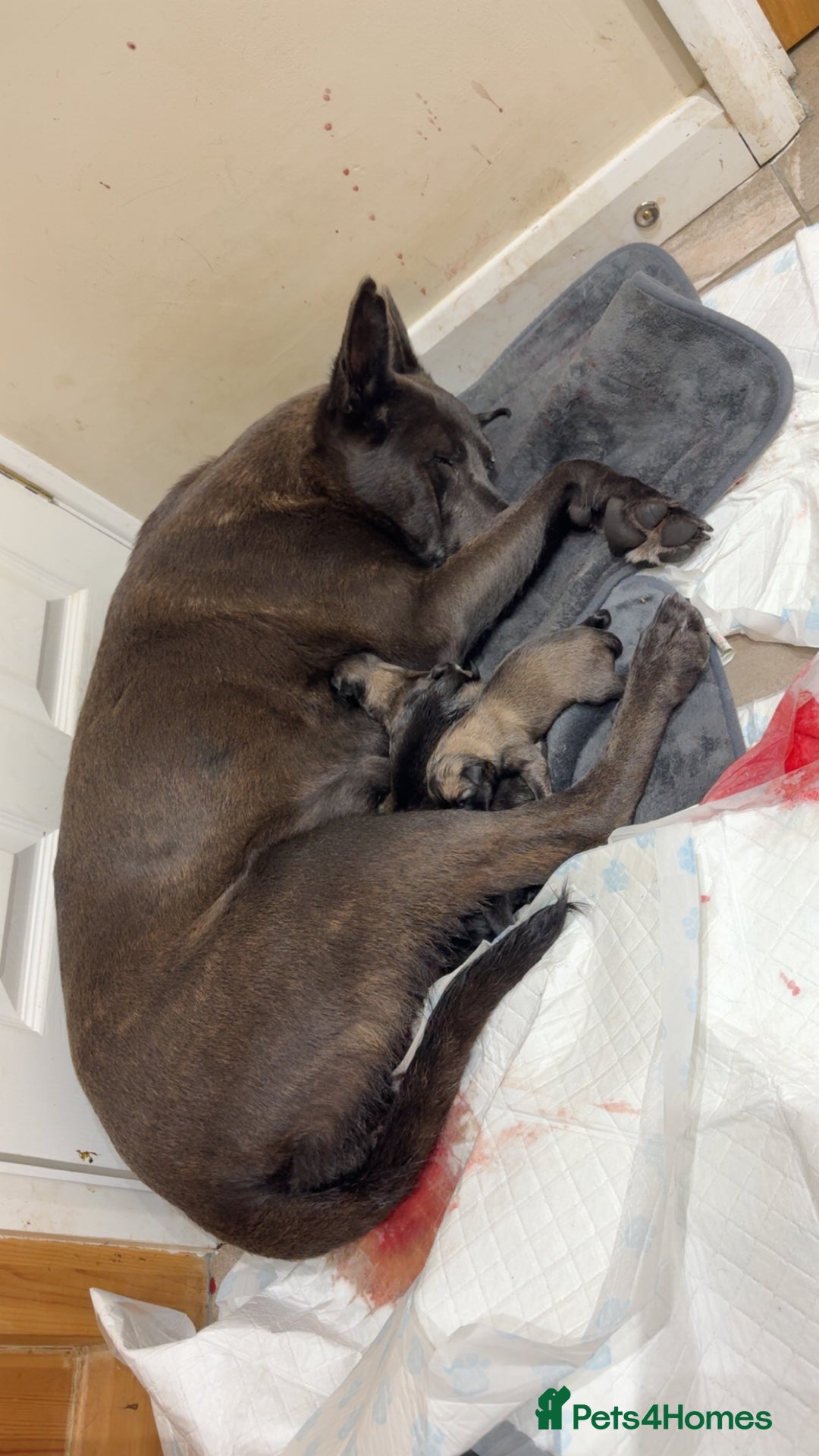 Belgian Shepherd Dog dogs for sale: Dutch herder puppys for sale  - Image 6