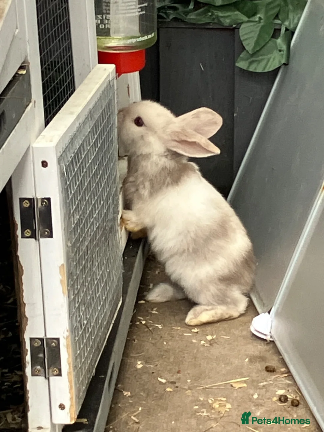 Dwarf Lop rabbits for sale: Dwarf Lop baby rabbits  - Advert 2