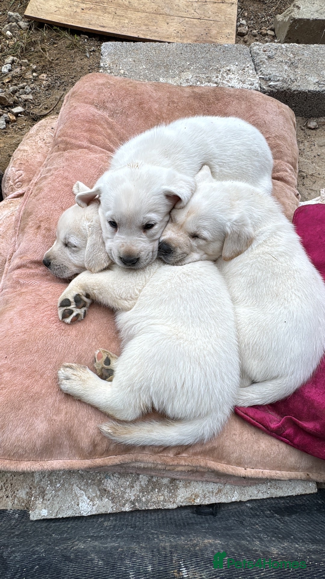 Mixed Breed dogs Lab+Akita adorable pups - Advert 1