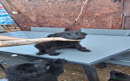 German Shepherd dogs for sale: For sale  - Image 10