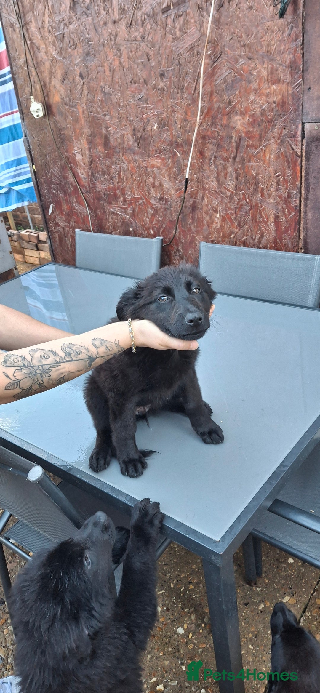 German Shepherd dogs for sale: For sale  - Image 10