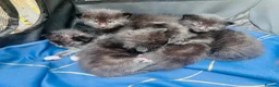 Mixed Breed cats for sale: Black and white kittens for sale  - Advert 13