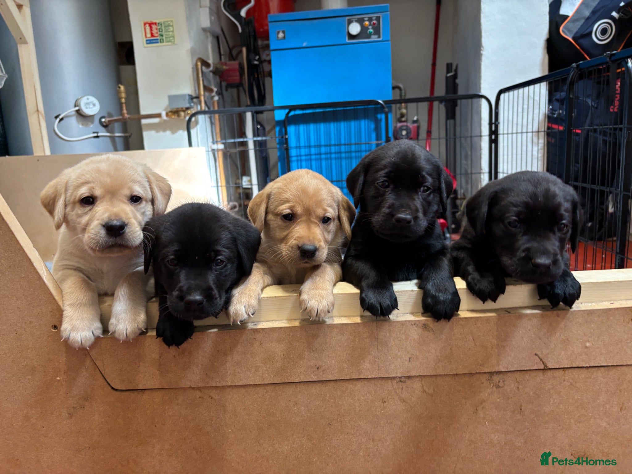 Labrador Retriever dogs Gorgeous Litter of Labrador puppies - Advert 1