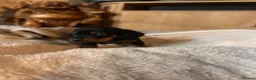 Miniature Dachshund dogs for sale: 🐾 KC Mini Dachshund Puppies – Champion Bloodlines - Advert 5