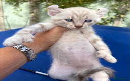 Keetso cats for sale: Gob smacking curled eared polydactyl male  - Image 16