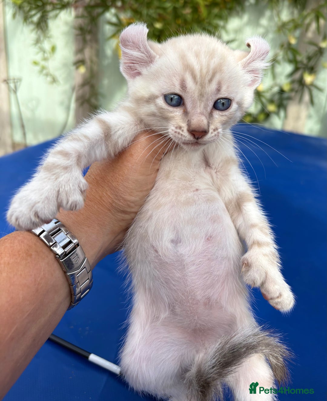 Keetso cats for sale: Gob smacking curled eared polydactyl male  - Image 16