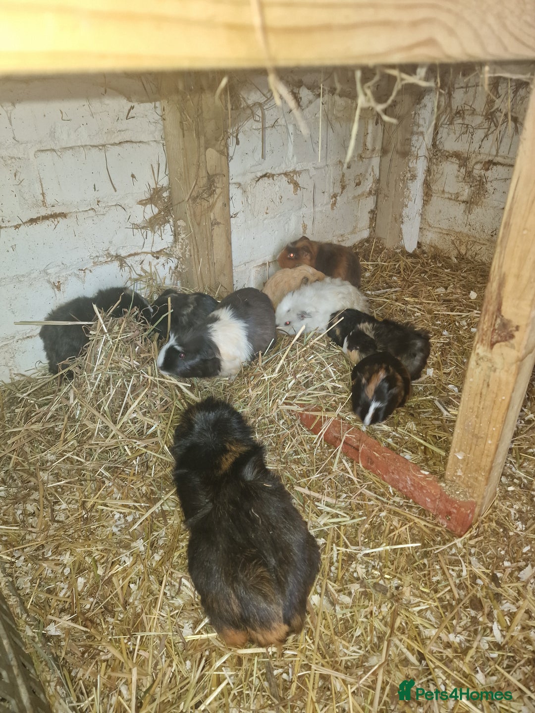 Guinea Pig rodents for sale: Guinea pigs available  - Advert 3