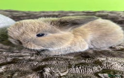 Mini Lop rabbits for sale: Pure breed mini lops  - Image 19