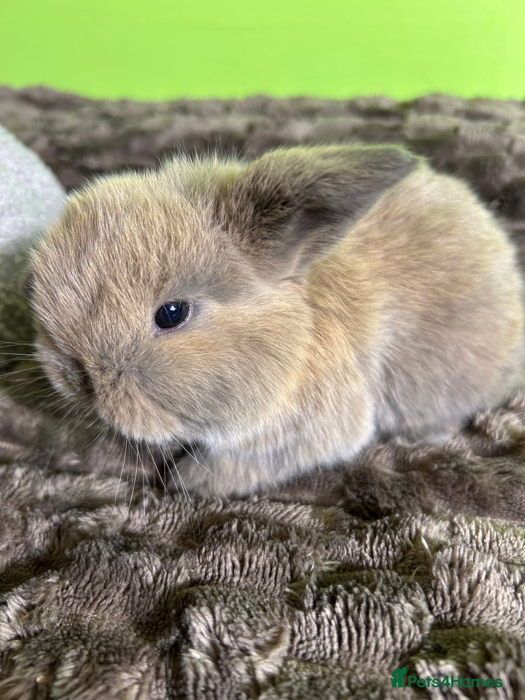 Mini Lop rabbits for sale: Pure breed mini lops  - Image 19
