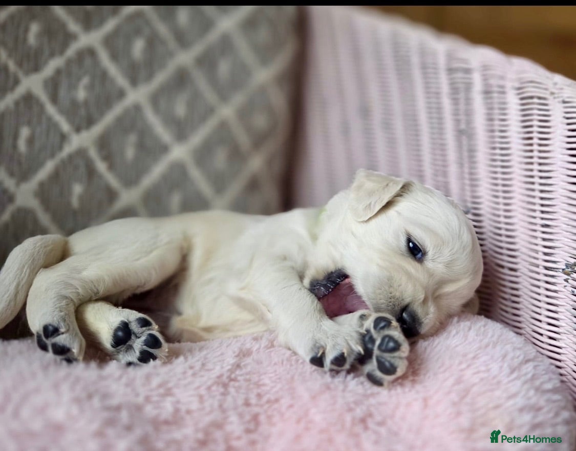 Golden Retriever dogs KC registered, health checked golden retrievers  - Advert 1
