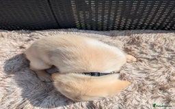 Mixed Breed dogs for sale: Golden Shepherd Puppies  - Image 35