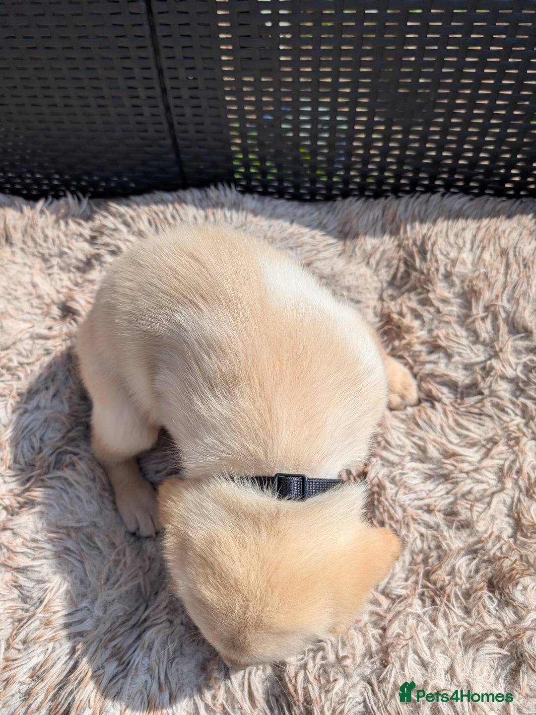 Mixed Breed dogs for sale: Golden Shepherd Puppies  - Image 35