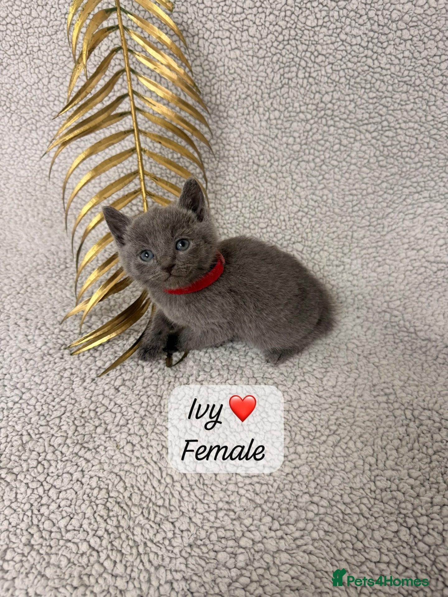 Russian Blue cats for sale: 😻GCCF RUSSIAN BLUES😻 - Advert 2