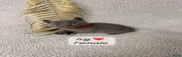 Russian Blue cats for sale: 😻GCCF RUSSIAN BLUES😻 - Advert 2