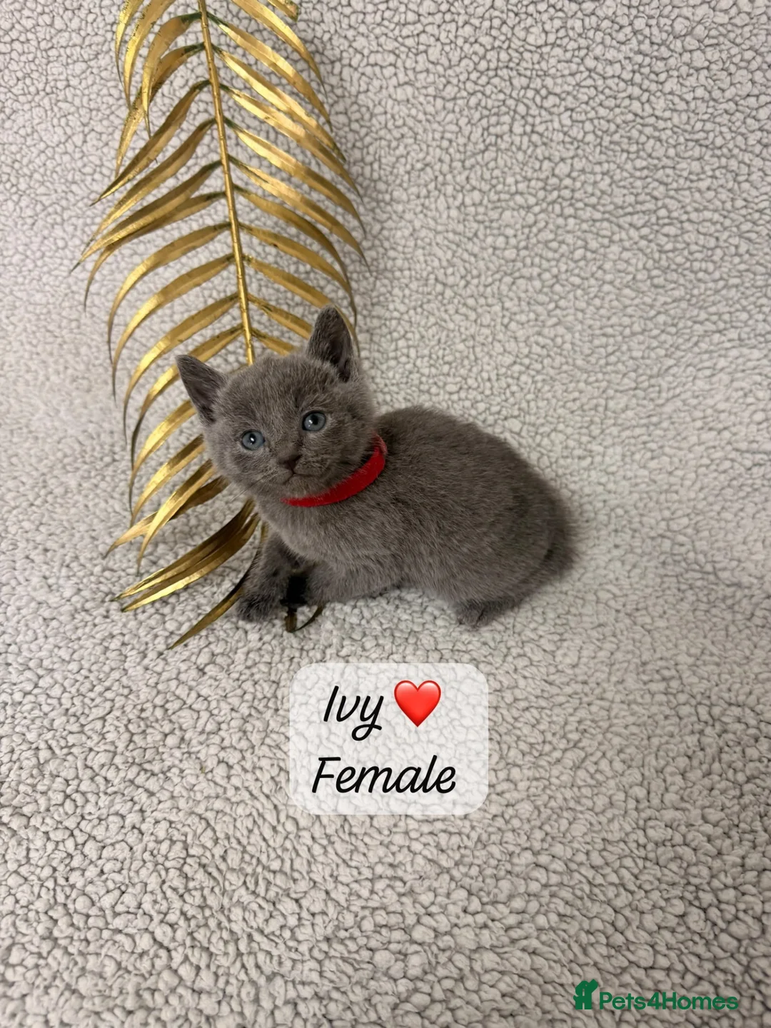 Russian Blue cats for sale: 😻GCCF RUSSIAN BLUES😻 - Advert 2