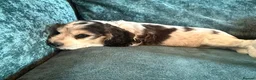 Cocker Spaniel dogs for sale: Amazing 5 Star KC Show Cocker Spaniels - Advert 14