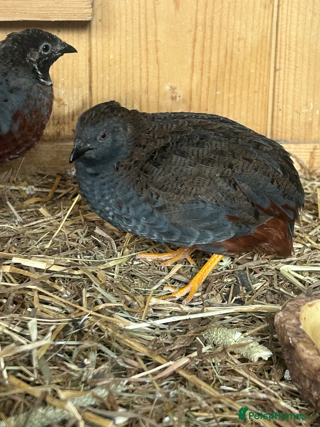 Quail poultry for sale: Male quail in Enfield - Advert 3