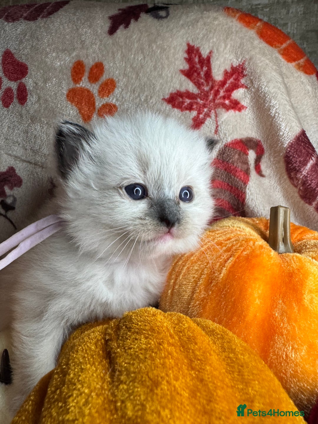 Ragdoll cats for sale: 🏆 gccf ragdoll grand champion kittens 🏆 - Image 14
