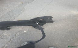 Labrador Retriever dogs for sale: black Labrador retriever  - Advert 3