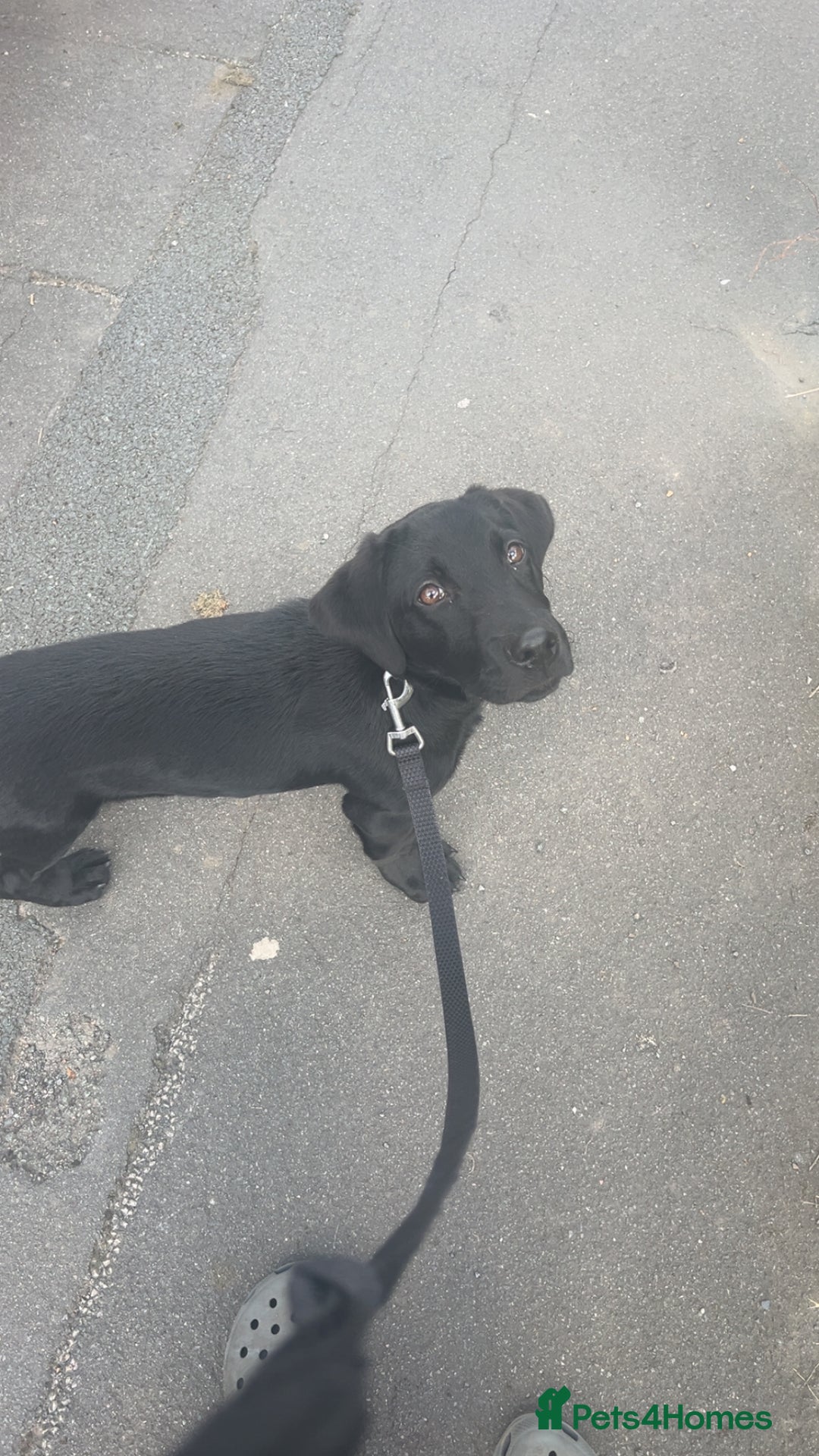 Labrador Retriever dogs for sale: black Labrador retriever  - Advert 3