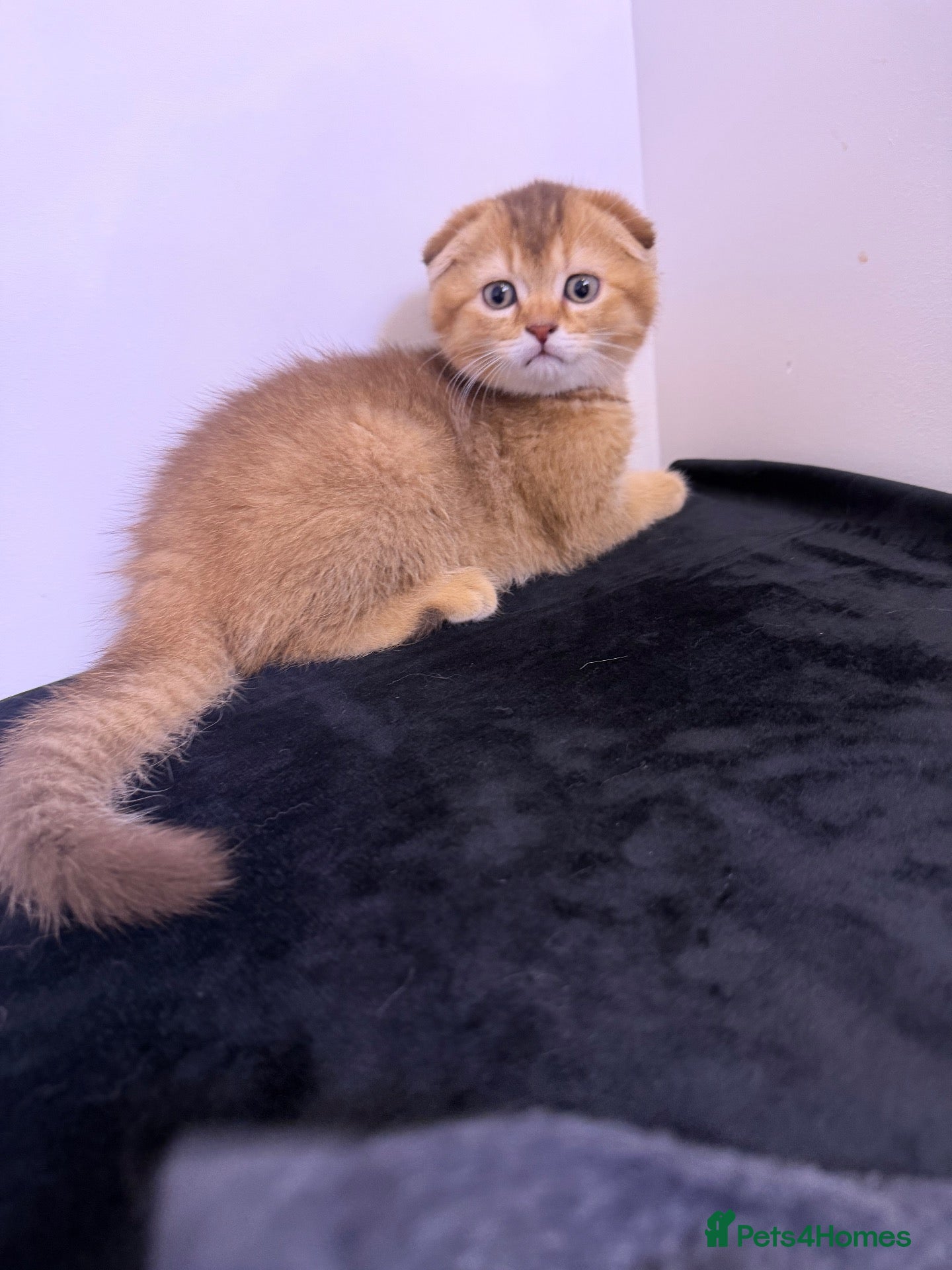 Scottish Fold cats The Stunning Scottish Fold kittens are ready - Advert 2