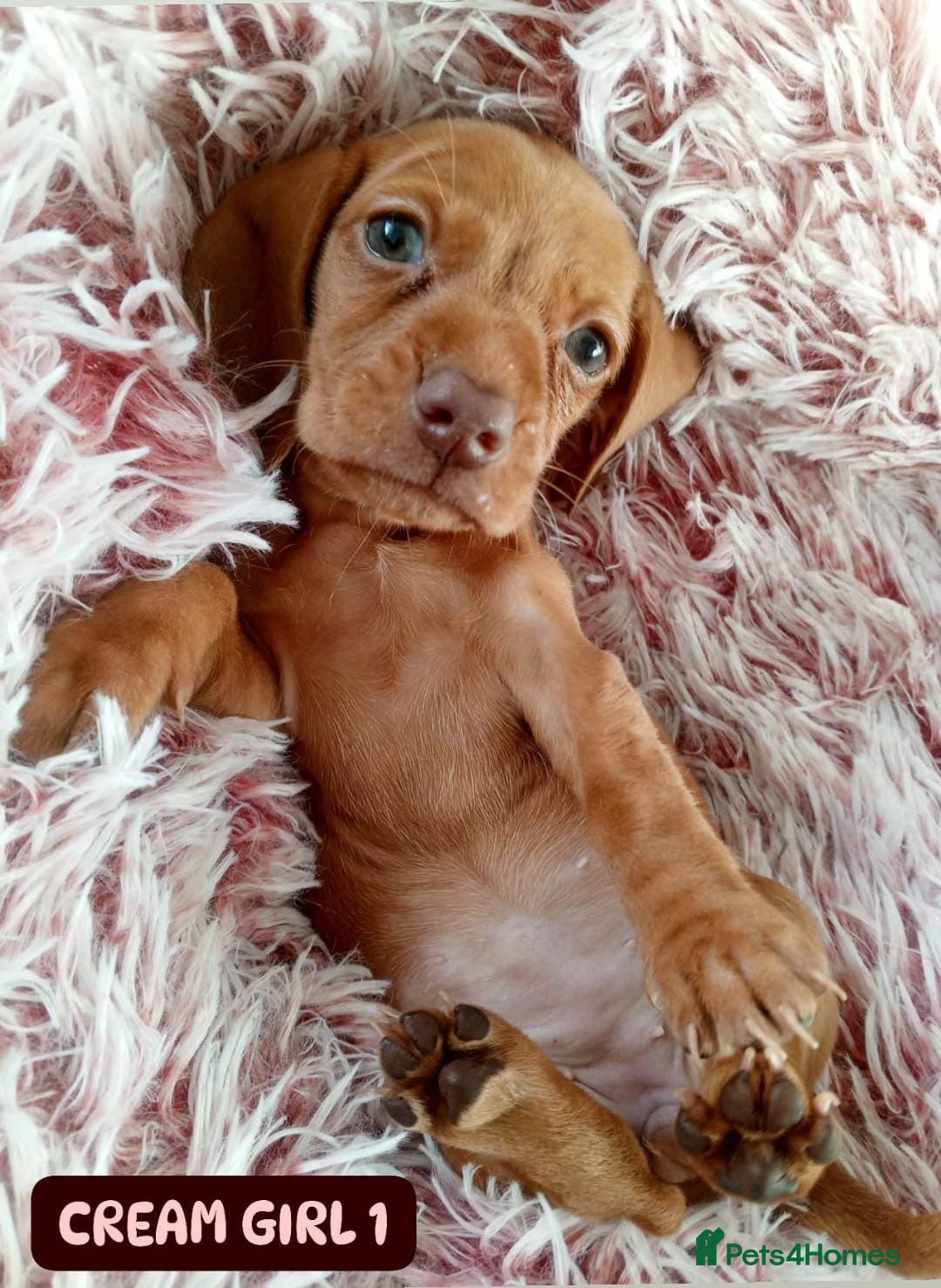 Miniature Dachshund dogs for sale: ✨ Miniature Dachshund– 6 Beautiful Pups! ✨ - Advert 23