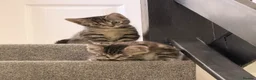 Mixed Breed cats for sale: Kittens  - Advert 7