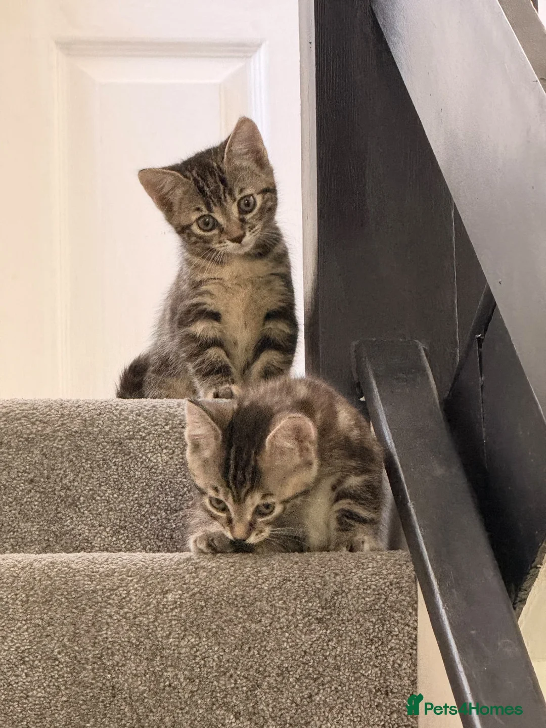 Mixed Breed cats for sale: Kittens  - Advert 7