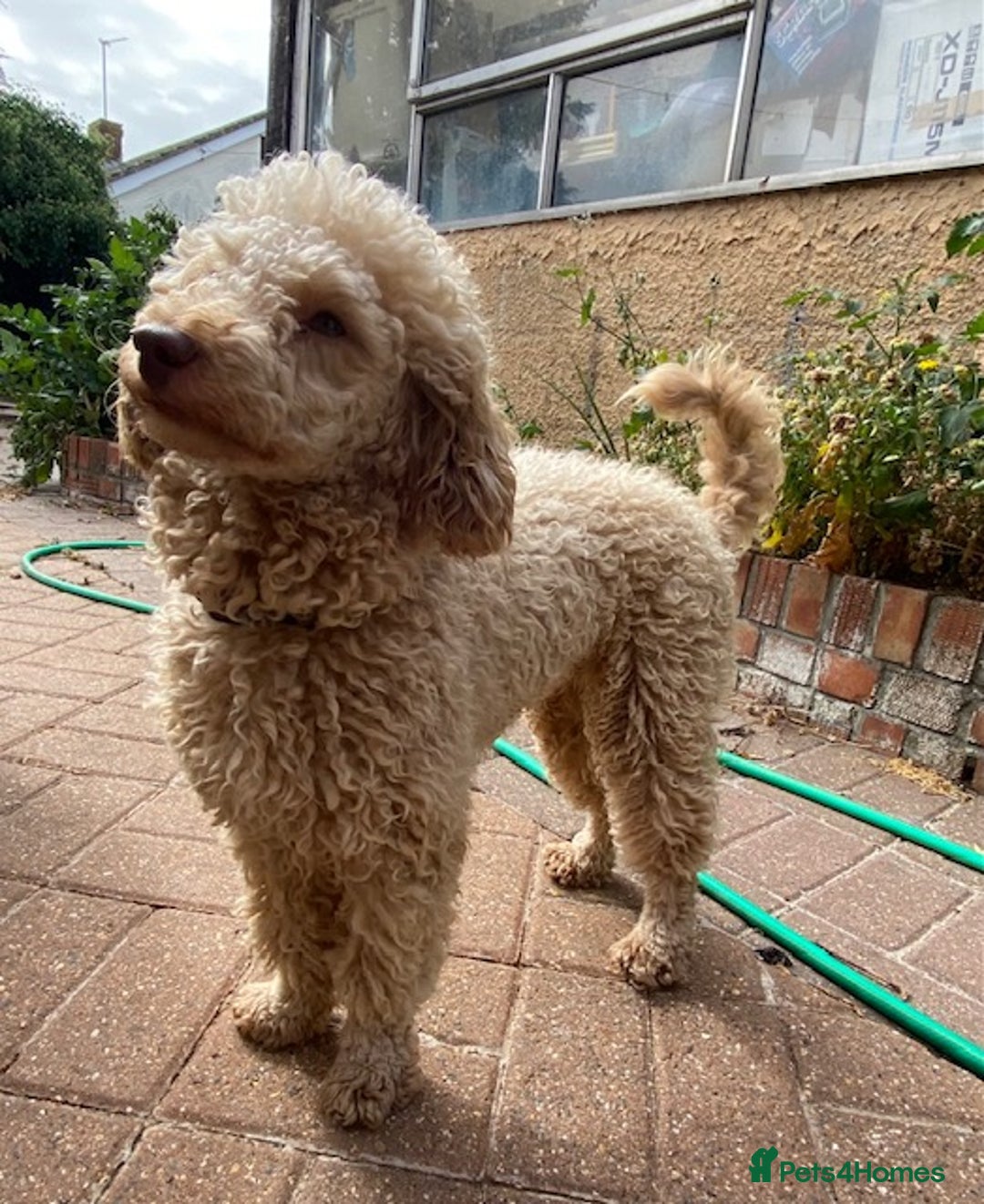 Miniature Poodle dogs for sale: 1.5 years old Miniature Poodle boy for loving home - Image 14