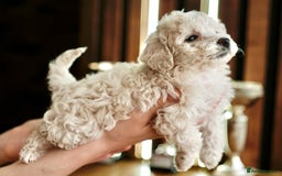 Maltipoo dogs for sale: Maltipoo mini boys and girls - Image 8