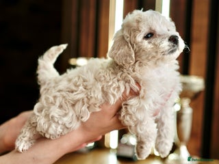 Maltipoo dogs - Advert 18