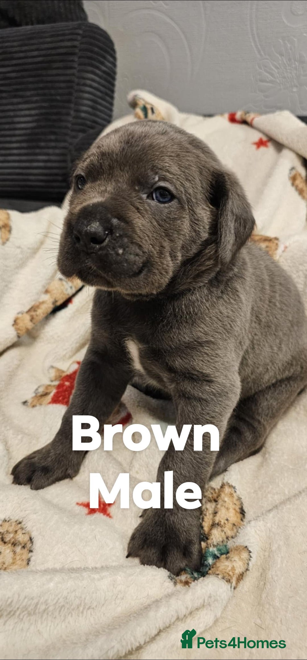 Cane Corso dogs for sale: Purebred Cane Corso Puppies – Ready to Reserve - Advert 5
