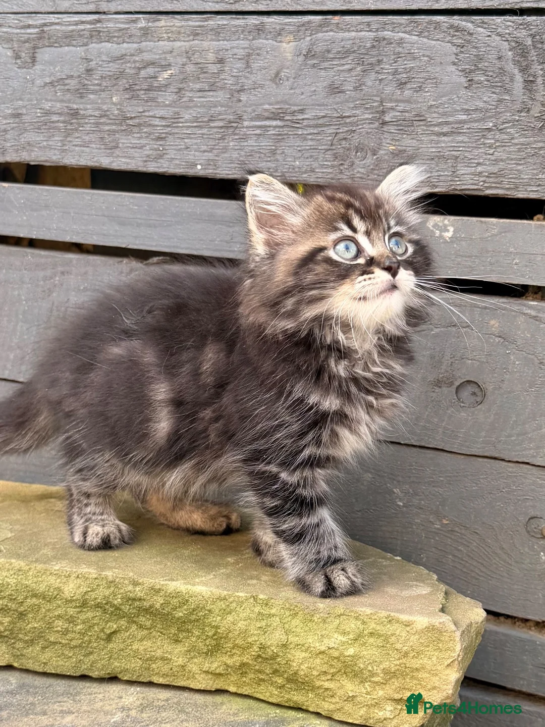 Ragdoll cats for sale: Cherubim Ragdoll - Advert 1