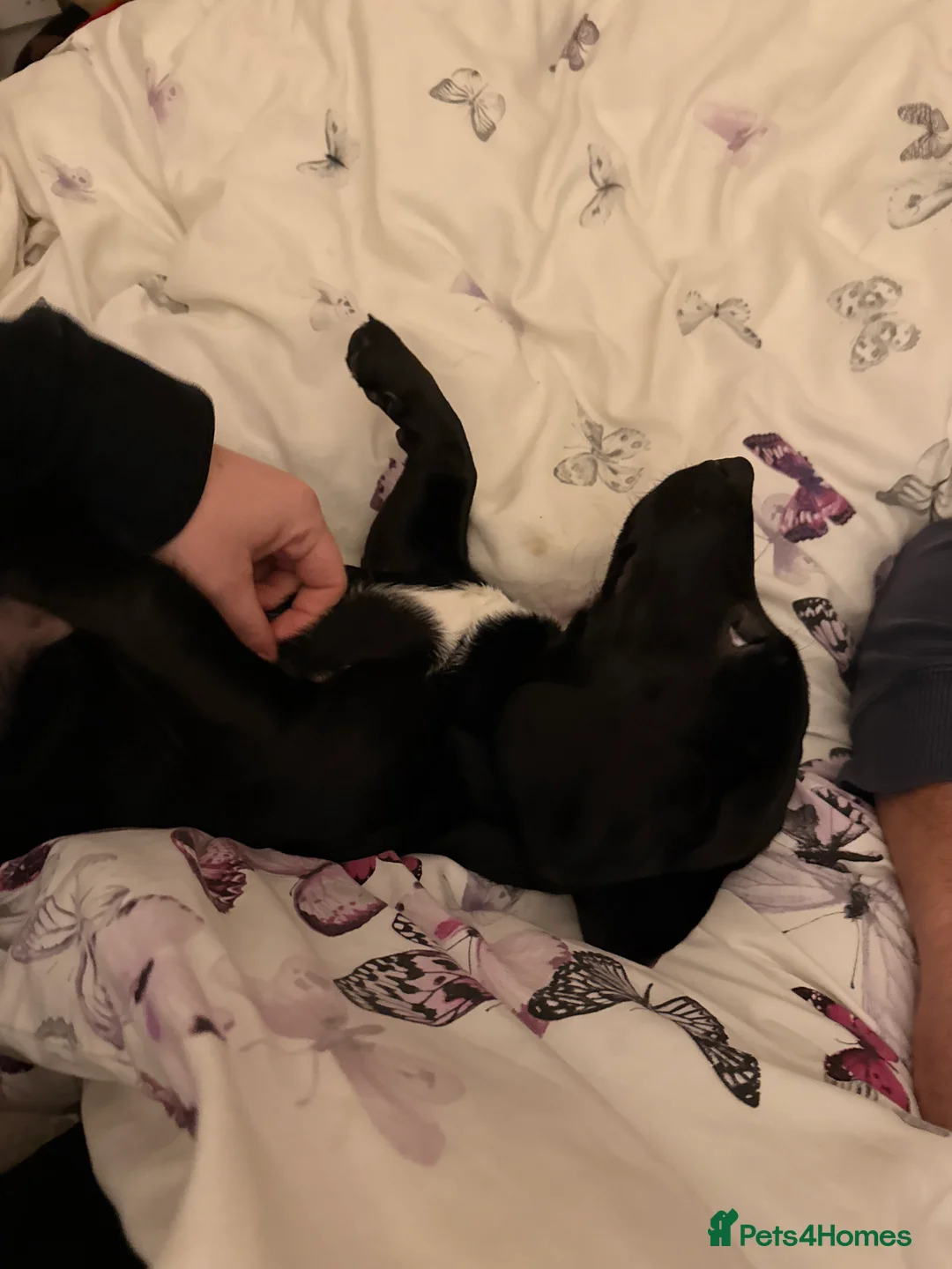 Mixed Breed dogs for sale: Puppy - Advert 4