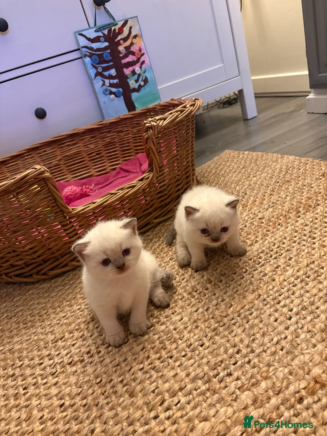 British Shorthair cats for sale: Beautiful British shorthair females  - Advert 2