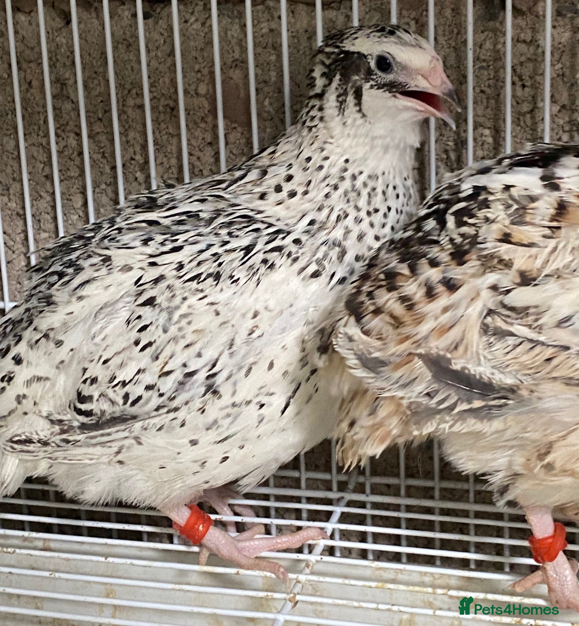 Quail poultry Japanese & Chinese painted quails  - Advert 16