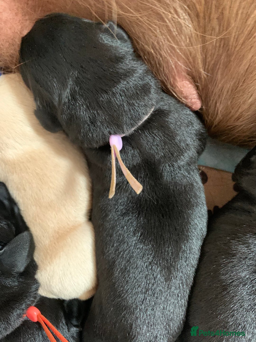 Labrador Retriever dogs for sale: Gentle natured home reared KC Registered Labradors - Image 7