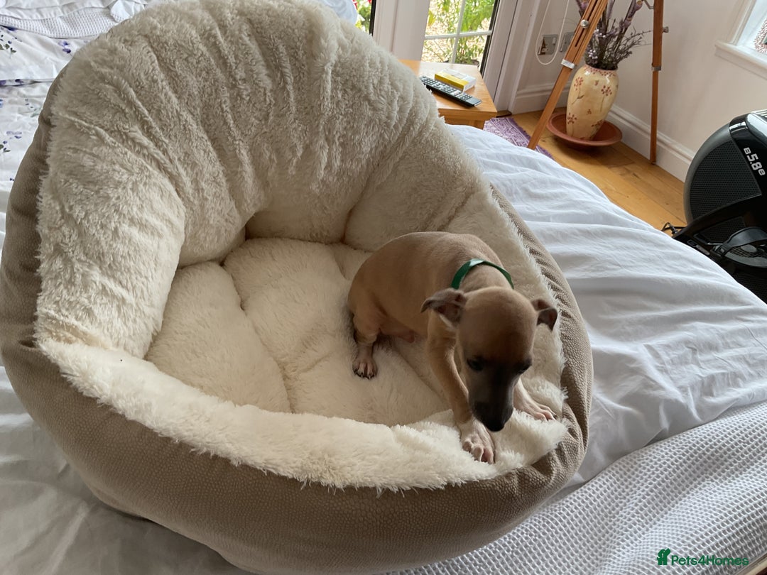 Italian Greyhound dogs for sale:  Beautiful Italian greyhound puppies  - Image 20