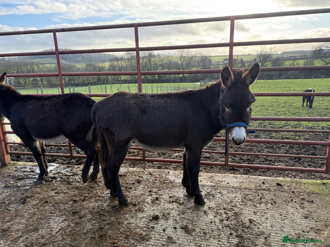 Donkey livestock for sale: Two donkey brothers!  - Advert 2