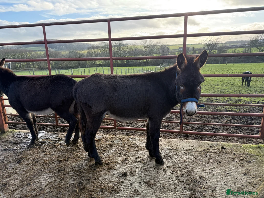 Donkey livestock for sale: Two donkey brothers!  - Advert 2