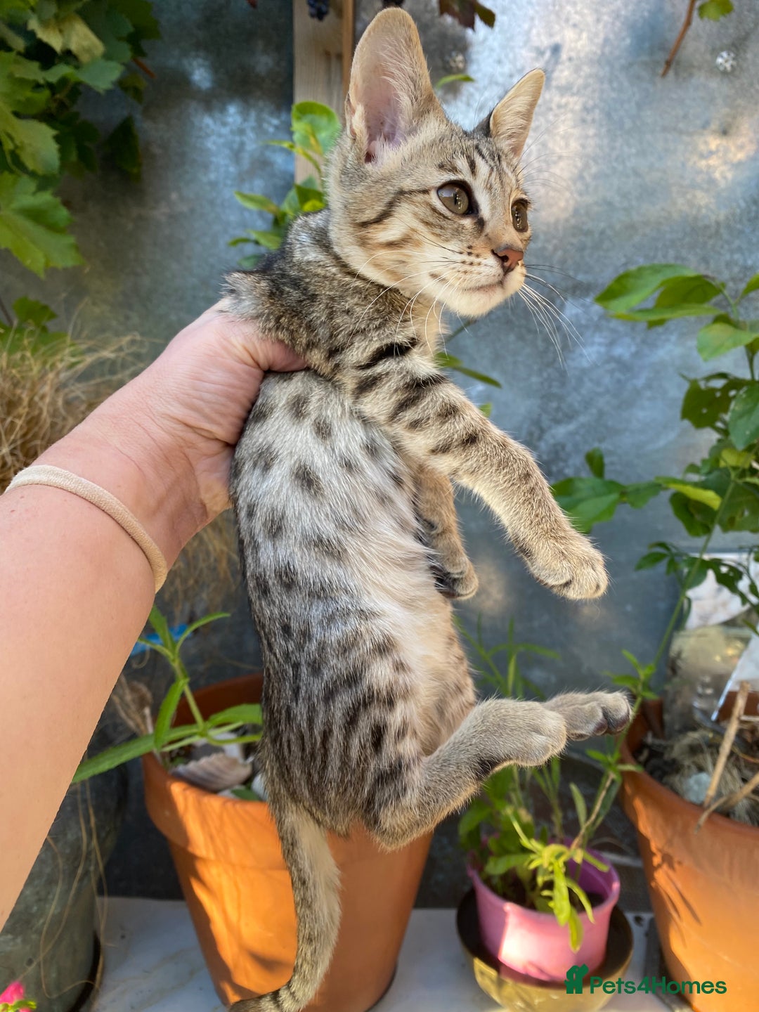 Savannah cats for sale: PDGREE BROWN SPOT  LOVIN SAVANNAH GIRL F5SBT - Image 7