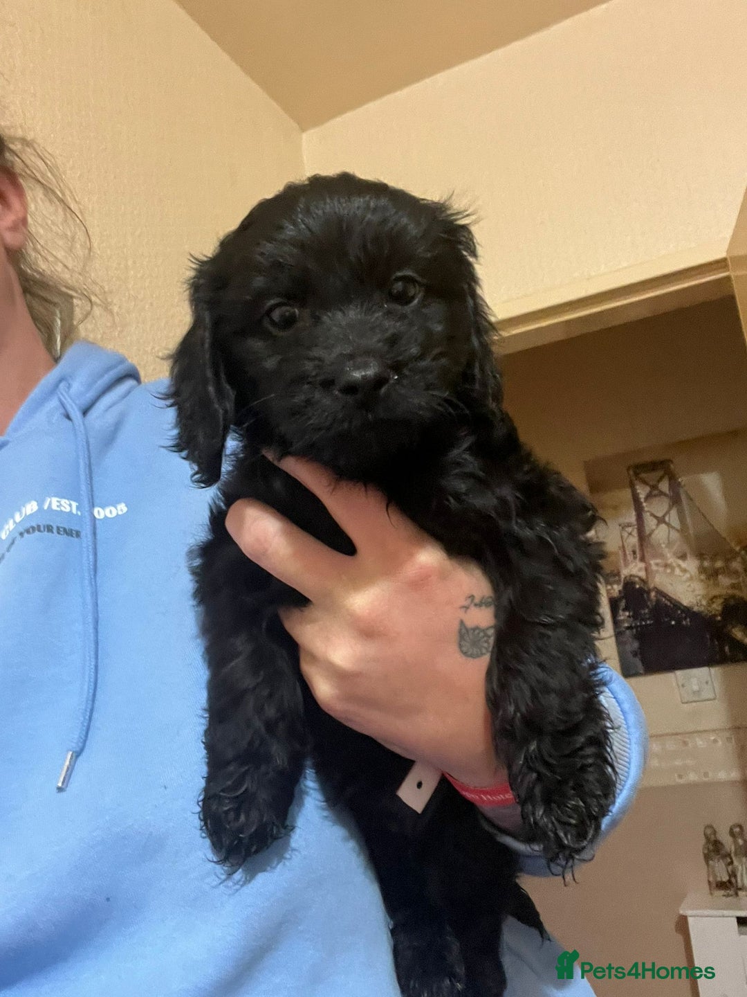 Cockapoo dogs for sale: 2 black stunning girls cockerpoos - Advert 21