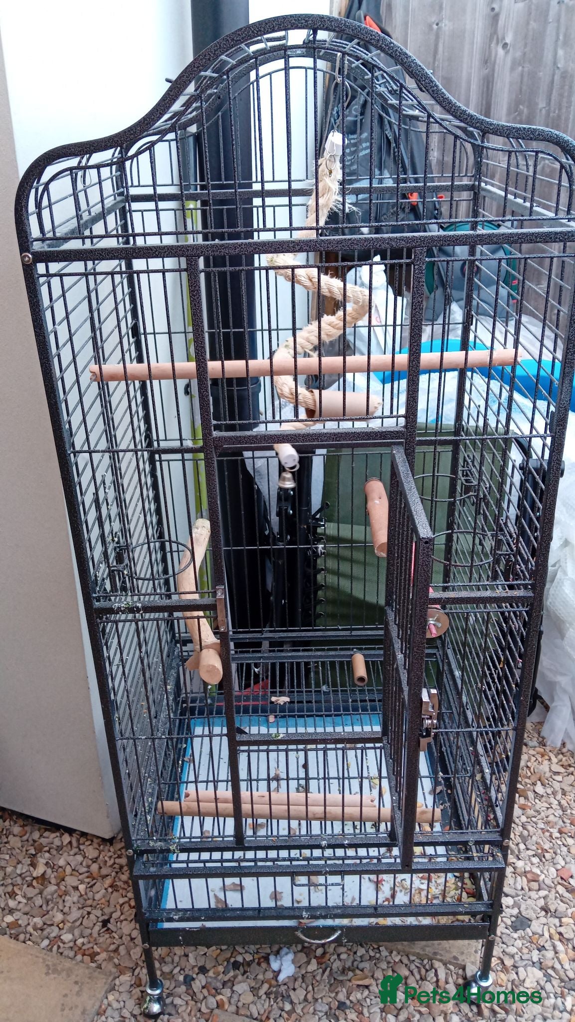 Parrots birds African grey with cage - Advert 1