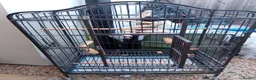 Parrots birds for sale: African grey with cage - Advert 1